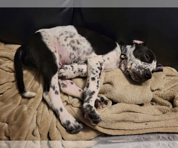 Medium Photo #6 American Pit Bull Terrier-Unknown Mix Puppy For Sale in New London, WI, USA