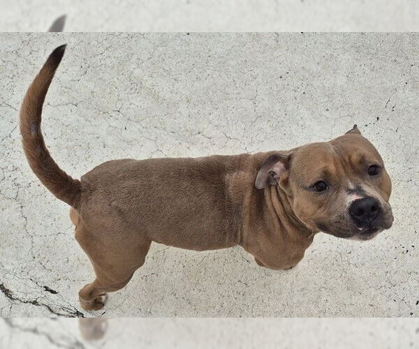 Medium Photo #2 Mutt Puppy For Sale in Decatur, IL, USA