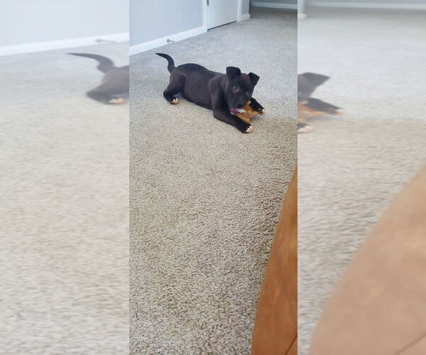 Medium Photo #15 Mutt Puppy For Sale in Lakewood, CO, USA