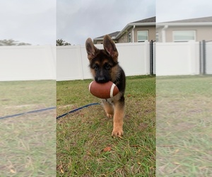 German Shepherd Dog Puppy for sale in CAPE CORAL, FL, USA