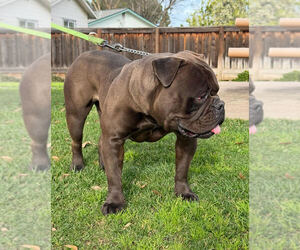 Mother of the Olde English Bulldogge puppies born on 10/01/2025