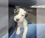 Small American Pit Bull Terrier Mix