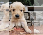 Small Photo #21 Golden Retriever Puppy For Sale in CHINO HILLS, CA, USA
