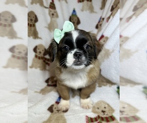 Pug Puppy for sale in RANDOLPH, MA, USA