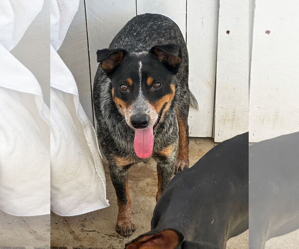 Medium Photo #4 Mutt Puppy For Sale in Newport Beach, CA, USA