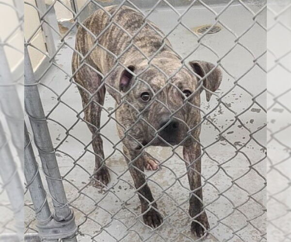 Medium Photo #1 American Pit Bull Terrier-Unknown Mix Puppy For Sale in Anchorage, AK, USA