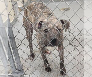 Medium American Pit Bull Terrier Mix