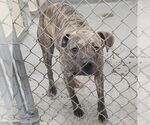 Small American Pit Bull Terrier Mix