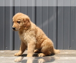 Small Photo #13 Golden Retriever Puppy For Sale in BLOOMINGTON, IN, USA