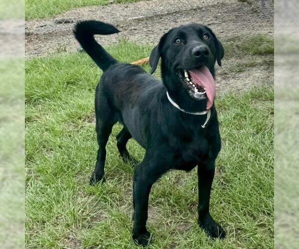 Medium Photo #2 Labrador Retriever Puppy For Sale in Conroe, TX, USA