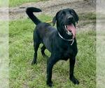 Small #1 Labrador Retriever