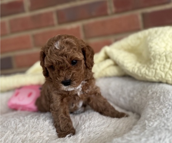 Medium Photo #47 Cavapoo-Poodle (Toy) Mix Puppy For Sale in PENSACOLA, FL, USA