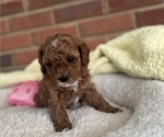 Small Photo #47 Cavapoo-Poodle (Toy) Mix Puppy For Sale in PENSACOLA, FL, USA
