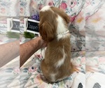 Small #9 Cavalier King Charles Spaniel