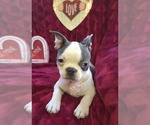 Small Photo #21 Boston Terrier Puppy For Sale in MINERAL WELLS, WV, USA