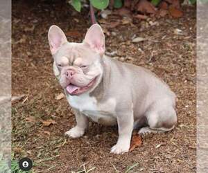 Mother of the French Bulldog puppies born on 05/18/2022