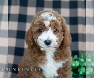 Poodle (Miniature) Puppy for sale in DORNSIFE, PA, USA