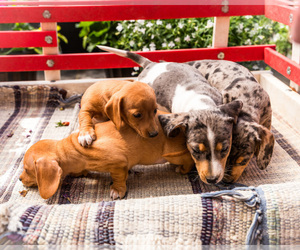 Dachshund Puppy for Sale in WAKARUSA, Indiana USA