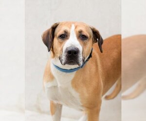 English Foxhound-Unknown Mix Dogs for adoption in Tracy, CA, USA