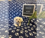 Small #5 Bichon Frise