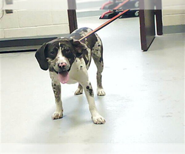 Medium Photo #1 Beagle-Unknown Mix Puppy For Sale in Fayetteville, NC, USA