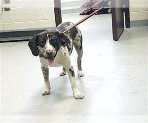 Beagle-Unknown Mix Dogs for adoption in Fayetteville, NC, USA