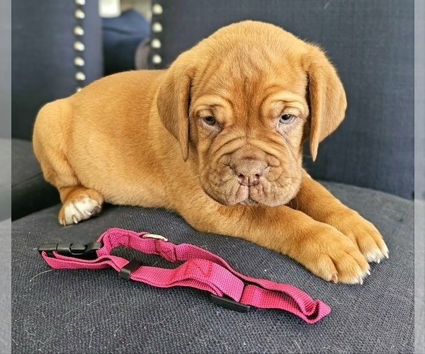 Medium Photo #7 Dogue de Bordeaux Puppy For Sale in RIALTO, CA, USA