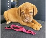 Small Photo #7 Dogue de Bordeaux Puppy For Sale in RIALTO, CA, USA