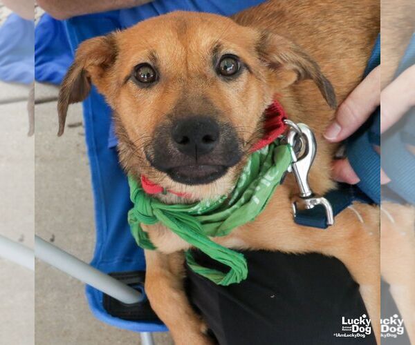 Medium Photo #5 Labrador Retriever-Unknown Mix Puppy For Sale in Washington, DC, USA