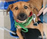 Small #4 Labrador Retriever Mix