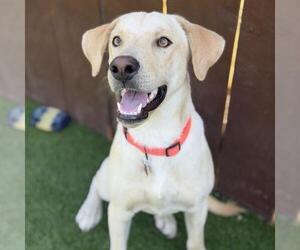 Efren - Male Labrador Retriever-Unknown Mix Dog for Adoption - Photo #3