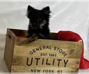 Pomeranian Puppy for sale in HI VISTA, CA, USA