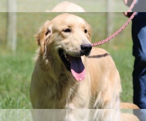 Mother of the Golden Retriever puppies born on 05/20/2026