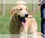 Small Photo #1 Golden Retriever Puppy For Sale in NEOLA, WV, USA