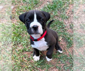 Mutt Dogs for adoption in Wenonah, NJ, USA