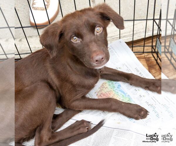 Medium Photo #4 Labrador Retriever-Unknown Mix Puppy For Sale in Washington, DC, USA