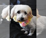 Small Photo #7 Mutt Puppy For Sale in Arlington, VA, USA