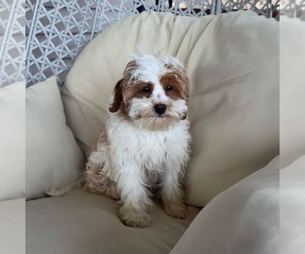 Medium Photo #1 Cavapoo (Miniature) Puppy For Sale in NEWPORT, PA, USA
