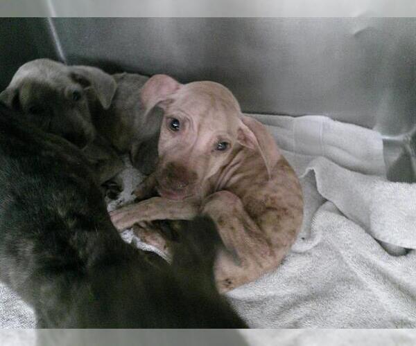 Medium Photo #1 American Pit Bull Terrier Puppy For Sale in Oklahoma City, OK, USA