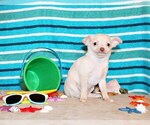 Puppy Barbie Chihuahua