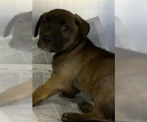 Mutt Dogs for adoption in Visalia, CA, USA