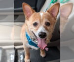 Small #1 Cardigan Welsh Corgi-Chihuahua Mix