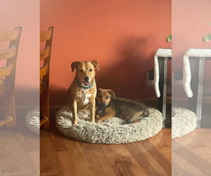 - Mix Dogs for adoption in NEWPORT NH, NH, USA