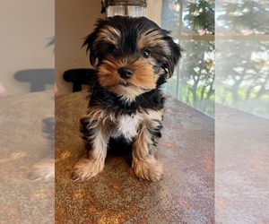 Yorkshire Terrier Puppy for sale in ACAMPO, CA, USA