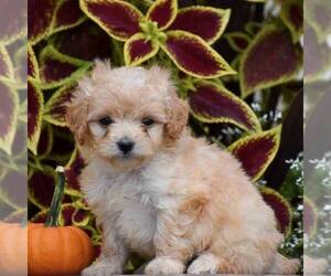 Bichpoo Puppy for sale in GAP, PA, USA