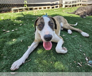 Great Dane Dogs for adoption in San Diego, CA, USA