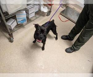 Boxer-Unknown Mix Dogs for adoption in Bakersfield, CA, USA