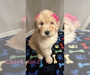 Poodle (Standard) Litter for sale in JONESBORO, AR, USA