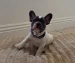 Puppy Puppy 3 French Bulldog