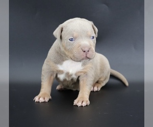 American Bully Puppy for sale in CHAMPAIGN, IL, USA
